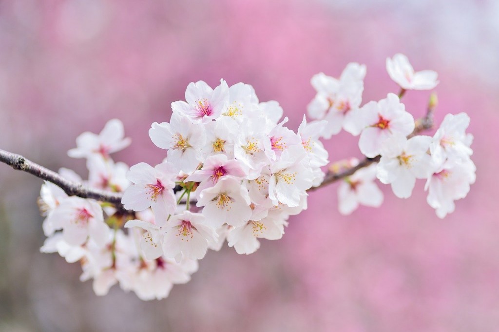 cherry-blossoms-2218781_1280